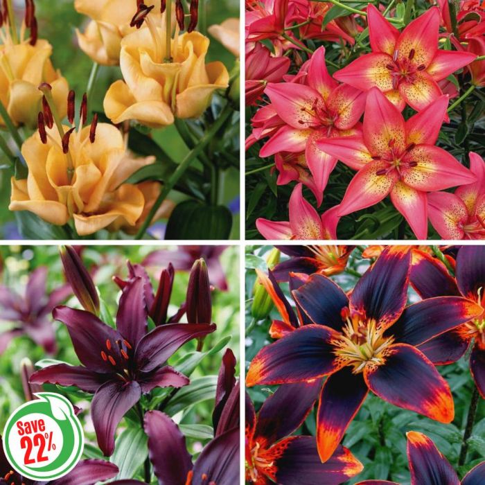 Asiatic lily deals